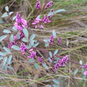 Indigofera australis subsp. australis at Hackett, ACT - 1 Oct 2022