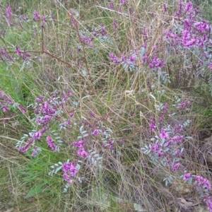 Indigofera australis subsp. australis at Hackett, ACT - 1 Oct 2022