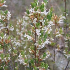 Brachyloma daphnoides (Daphne Heath) at Hackett, ACT - 1 Oct 2022 by MatthewFrawley