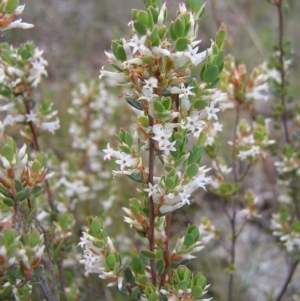 Brachyloma daphnoides at Hackett, ACT - 1 Oct 2022