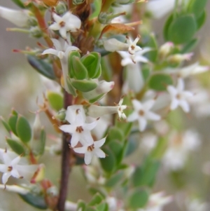 Brachyloma daphnoides at Hackett, ACT - 1 Oct 2022