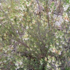 Brachyloma daphnoides at Hackett, ACT - 1 Oct 2022