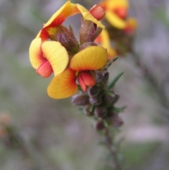 Dillwynia sericea (Egg And Bacon Peas) at Mount Majura - 1 Oct 2022 by MatthewFrawley