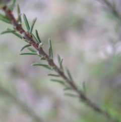 Dillwynia sericea at Hackett, ACT - 1 Oct 2022