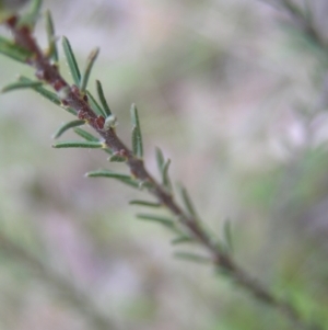 Dillwynia sericea at Hackett, ACT - 1 Oct 2022