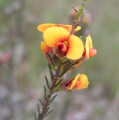 Dillwynia sericea at Hackett, ACT - 1 Oct 2022