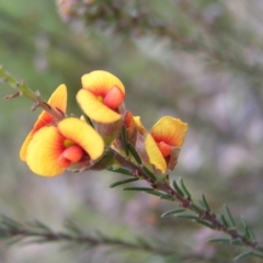 Dillwynia sericea at Hackett, ACT - 1 Oct 2022