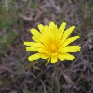 Microseris walteri at Hackett, ACT - 1 Oct 2022