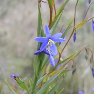 Stypandra glauca at Hackett, ACT - 1 Oct 2022