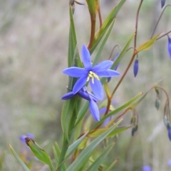 Stypandra glauca (Nodding Blue Lily) at Mount Majura - 1 Oct 2022 by MatthewFrawley