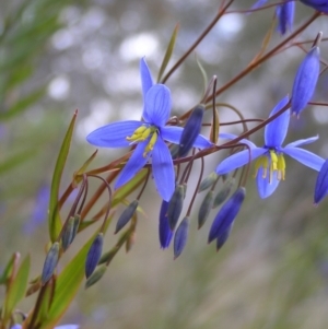 Stypandra glauca at Hackett, ACT - 1 Oct 2022