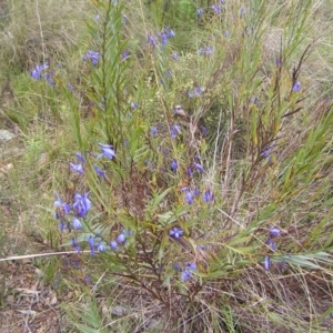 Stypandra glauca at Hackett, ACT - 1 Oct 2022