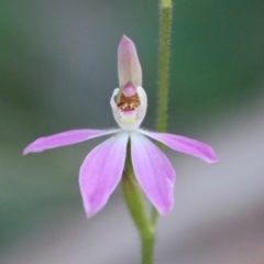Caladenia carnea (Pink Fingers) at Hughes, ACT - 2 Oct 2022 by LisaH
