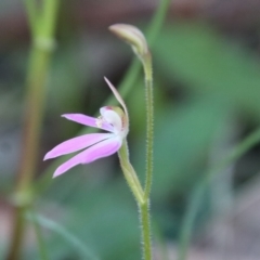 Caladenia carnea at Hughes, ACT - suppressed