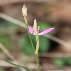 Caladenia carnea at Hughes, ACT - suppressed