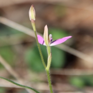 Caladenia carnea at Hughes, ACT - suppressed