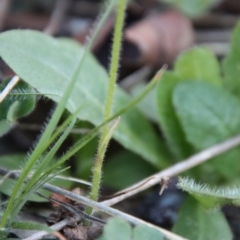 Caladenia carnea at Hughes, ACT - suppressed