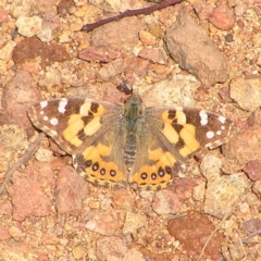 Vanessa kershawi (Australian Painted Lady) at Mount Majura - 1 Oct 2022 by MatthewFrawley