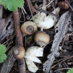 Geastrum tenuipes (An earthstar) at Hughes, ACT - 2 Oct 2022 by LisaH