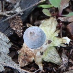 Geastrum tenuipes at Hughes, ACT - 2 Oct 2022 07:48 AM