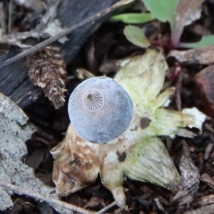 Geastrum tenuipes at Hughes, ACT - 2 Oct 2022