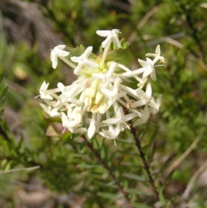 Pimelea linifolia at Hackett, ACT - 1 Oct 2022 01:11 PM