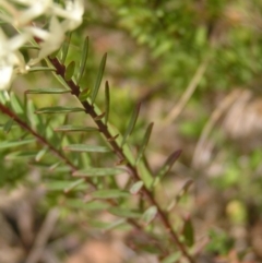Pimelea linifolia at Hackett, ACT - 1 Oct 2022
