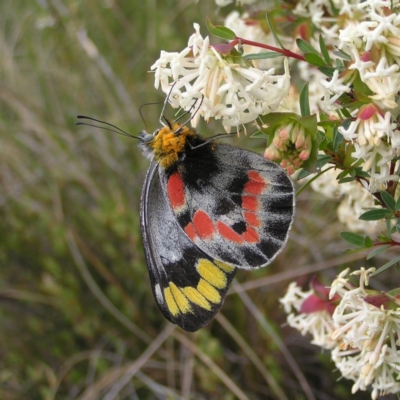 Delias harpalyce (Imperial Jezebel) at Mount Majura - 1 Oct 2022 by MatthewFrawley