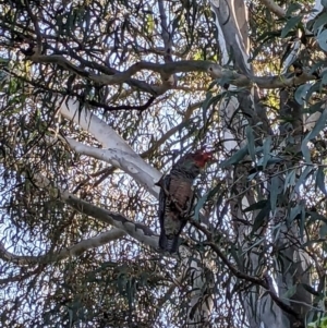 Callocephalon fimbriatum at Phillip, ACT - suppressed