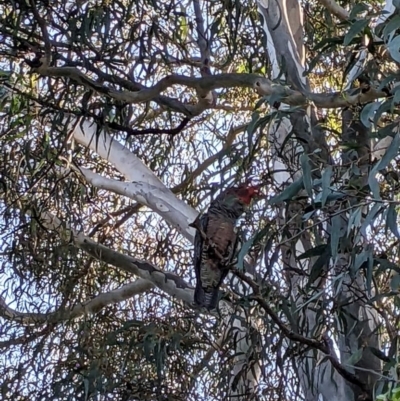 Callocephalon fimbriatum (Gang-gang Cockatoo) at Phillip, ACT - 1 Oct 2022 by dougsky