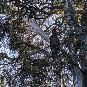 Callocephalon fimbriatum at Phillip, ACT - suppressed