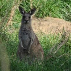 Macropus giganteus (Eastern Grey Kangaroo) at Latham, ACT - 29 Sep 2022 by Christine