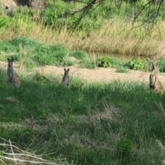 Macropus giganteus at Latham, ACT - 29 Sep 2022 04:20 PM