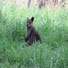 Wallabia bicolor (Swamp Wallaby) at Umbagong District Park - 29 Sep 2022 by Christine
