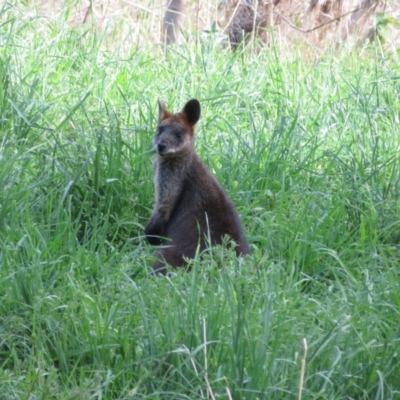 Wallabia bicolor (Swamp Wallaby) at Latham, ACT - 29 Sep 2022 by Christine