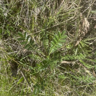 Acaena x ovina (Sheep's Burr) at Yarralumla, ACT - 2 Oct 2022 by lbradley