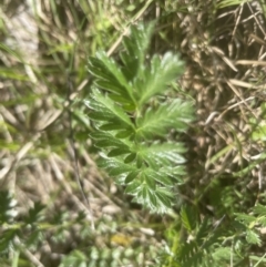 Acaena x ovina at Molonglo Valley, ACT - 2 Oct 2022