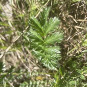 Acaena x ovina at Molonglo Valley, ACT - 2 Oct 2022