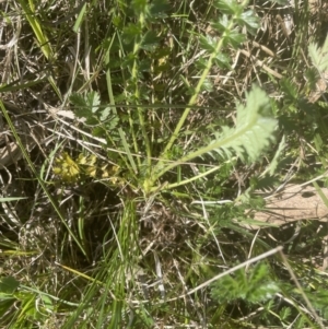 Acaena x ovina at Molonglo Valley, ACT - 2 Oct 2022