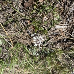 Wurmbea dioica subsp. dioica (Early Nancy) at Jerrabomberra, NSW - 2 Oct 2022 by Mavis
