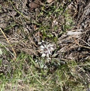 Wurmbea dioica subsp. dioica at Jerrabomberra, NSW - suppressed