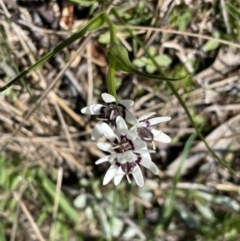 Wurmbea dioica subsp. dioica at Jerrabomberra, NSW - suppressed