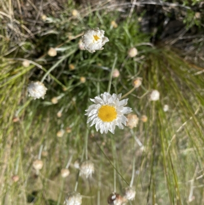 Leucochrysum albicans subsp. tricolor (Hoary Sunray) at Jerrabomberra, NSW - 2 Oct 2022 by Mavis