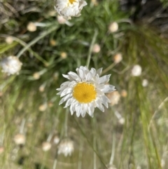 Leucochrysum albicans subsp. tricolor at Jerrabomberra, NSW - 2 Oct 2022