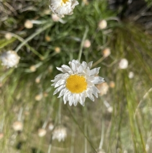 Leucochrysum albicans subsp. tricolor at Jerrabomberra, NSW - 2 Oct 2022 09:48 AM