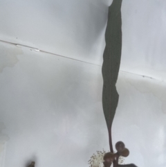 Eucalyptus rubida subsp. rubida (Candlebark) at Aranda Bushland - 2 Oct 2022 by lbradley