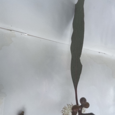 Eucalyptus rubida subsp. rubida (Candlebark) at Aranda, ACT - 2 Oct 2022 by lbradley