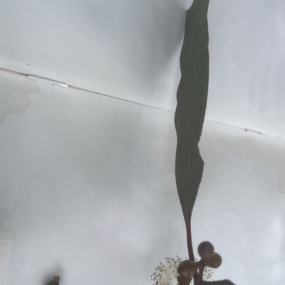 Eucalyptus rubida subsp. rubida (Candlebark) at Molonglo Valley, ACT - 2 Oct 2022 by lbradley