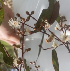 Eucalyptus rubida subsp. rubida at Aranda, ACT - 2 Oct 2022