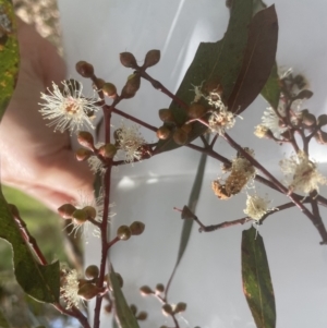 Eucalyptus rubida subsp. rubida at Molonglo Valley, ACT - 2 Oct 2022